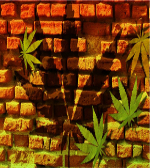 Avatar du membre